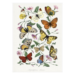 Plakat samoprzylepny Motyle i ćmy. Paul Gervais. Reprodukcja