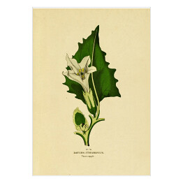 Plakat samoprzylepny Bieluń dziędzierzawa - ryciny botaniczne
