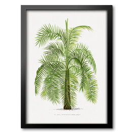 Obraz w ramie Drzewo vintage palma reprodukcja