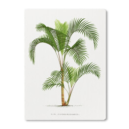 Obraz na płótnie Roślinność vintage palma reprodukcja