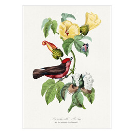 Plakat Ptak i motyl wśród kwiatów. Paul Gervais. Reprodukcja
