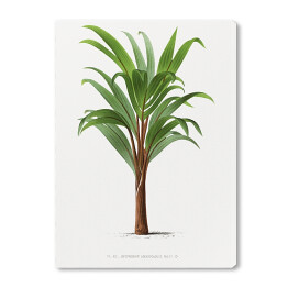Obraz na płótnie Liście palmowe vintage Reprodukcja