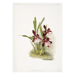 Plakat F. Sander Orchidea no 46. Reprodukcja