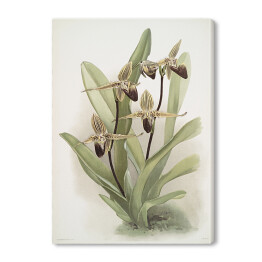 Obraz na płótnie F. Sander Orchidea no 27. Reprodukcja