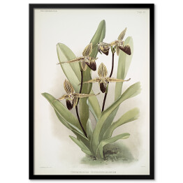 Plakat w ramie F. Sander Orchidea no 27. Reprodukcja
