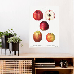 Plakat samoprzylepny Pierre Joseph Redouté "Czerwone jabłka" - reprodukcja