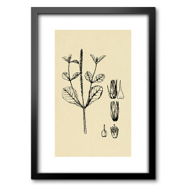 Obraz w ramie Achyranthes aspera - ryciny z roślinnością