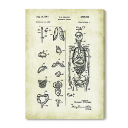 Obraz na płótnie R. S. Bezark - ludzka anatomia - rycina