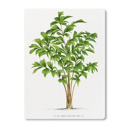 Obraz na płótnie Tropikalne rośliny rysunek reprodukcja