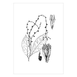 Plakat Petiveria alliacea - czarno białe ryciny botaniczne
