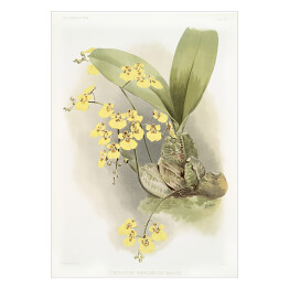 Plakat samoprzylepny F. Sander Orchidea no 5. Reprodukcja