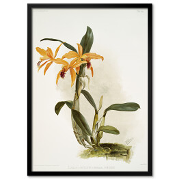 Plakat w ramie F. Sander Orchidea no 35. Reprodukcja