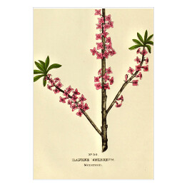 Plakat samoprzylepny Wawrzynek - ryciny botaniczne