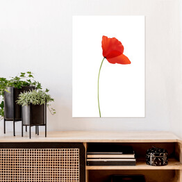 Plakat samoprzylepny Mak - czerwony kwiat