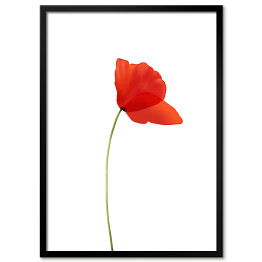 Plakat w ramie Mak - czerwony kwiat