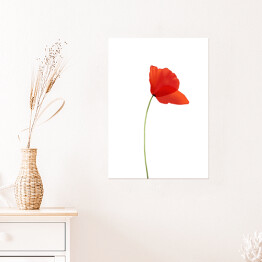 Plakat Mak - czerwony kwiat