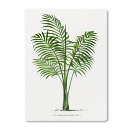 Obraz na płótnie Rośliny tropikalne vintage reprodukcja