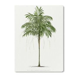 Obraz na płótnie Roślinność palma w stylu vintage reprodukcja
