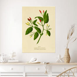 Plakat Papryka roczna - ryciny botaniczne