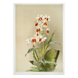 Plakat samoprzylepny F. Sander Orchidea no 10. Reprodukcja