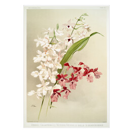 Plakat samoprzylepny F. Sander Orchidea no 34. Reprodukcja