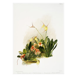 Plakat F. Sander Orchidea no 33. Reprodukcja
