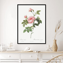 Plakat w ramie Pierre Joseph Redouté "Różowa róża" - reprodukcja