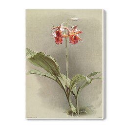 Obraz na płótnie F. Sander Orchidea no 9. Reprodukcja