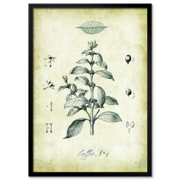 Plakat w ramie Kawa roślina. Rysunek techniczny w stylu retro