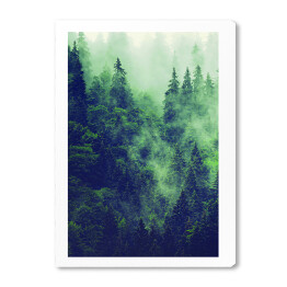 Obraz na płótnie Skandynawski las w gęstej mgle