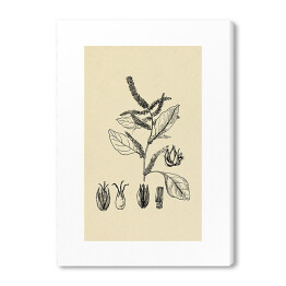 Obraz na płótnie Czerwony szpinak - ryciny z roślinnością