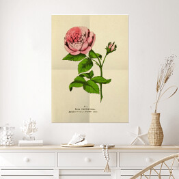 Plakat Róża stulistna - stare ryciny