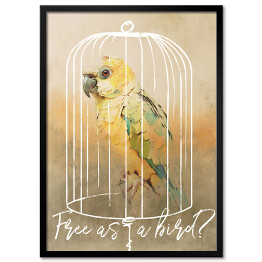 Plakat w ramie Papuga w klatce 