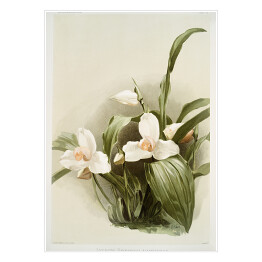 Plakat F. Sander Orchidea no 44. Reprodukcja
