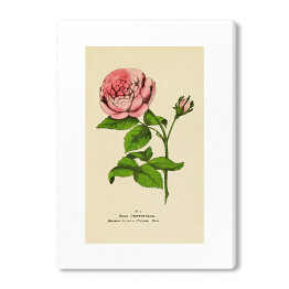 Obraz na płótnie Róża stulistna - roślinność na rycinach