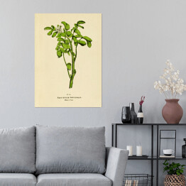 Plakat samoprzylepny Rukiew wodna - ryciny botaniczne