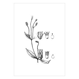 Plakat Alternanthera mexicana - czarno białe ryciny botaniczne