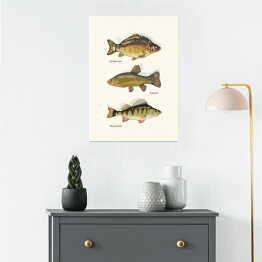 Plakat samoprzylepny Ryby - gatunki