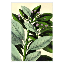 Plakat samoprzylepny Canelo - ryciny botaniczne