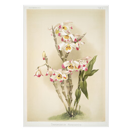 Plakat samoprzylepny F. Sander Orchidea no 30. Reprodukcja