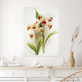 Plakat samoprzylepny F. Sander Orchidea no 36. Reprodukcja