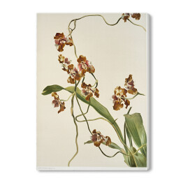 Obraz na płótnie F. Sander Orchidea no 7. Reprodukcja