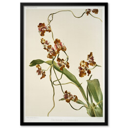 Plakat w ramie F. Sander Orchidea no 7. Reprodukcja