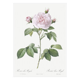 Plakat samoprzylepny Pierre Joseph Redouté "Róża stulistna" - reprodukcja