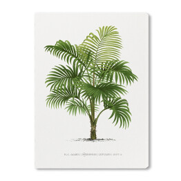 Obraz na płótnie Duże liście palmy vintage reprodukcja