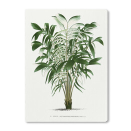 Obraz na płótnie Rośliny tropikalne ilustracja w stylu vintage reprodukcja