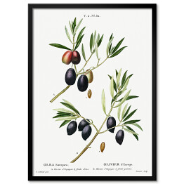 Plakat w ramie Pierre Joseph Redouté "Czarne oliwki. Gałązki" - reprodukcja